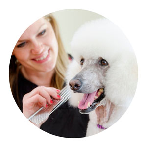Pet stylist at work - Best rated pet groomer school in Florida